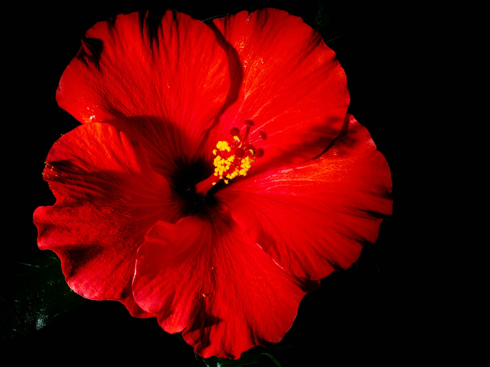 A deep red hibiscus bloom with a gold stamen, set against black